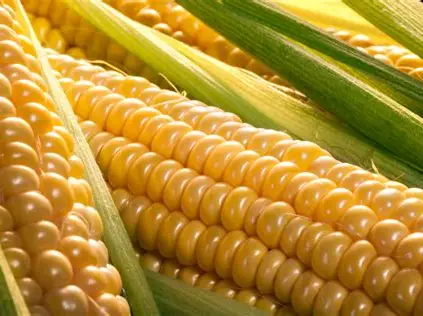 corn